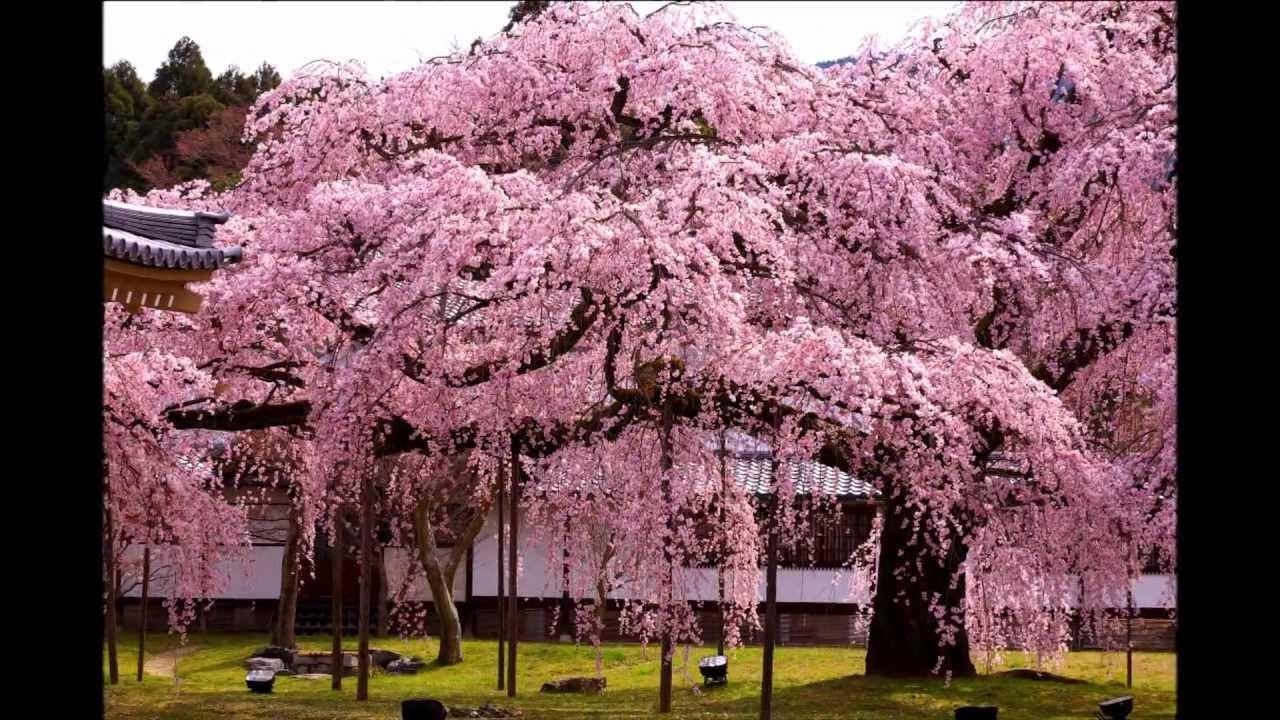 Сакура цветет в саду. Сакура черри блоссом розовый сад. Цветущая Сакура Киото. Китайская вишня Сакура. Сакура Япония вишня.