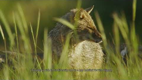 Rewilding in the Danube Delta