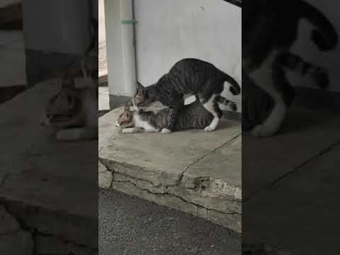 Video: Penghalang Seks Untuk Kucing Dan Kucing: Komposisi Dan Mekanisme Tindakan Antisex, Kontraindikasi Dan Kesan Sampingan, Kos, Analog, Ulasan