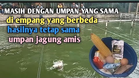 ASLI BUKAN KALENG KALENG ❗UMPAN JAGUNG AMIS SPESIAL SELALU BIKIN ULAH