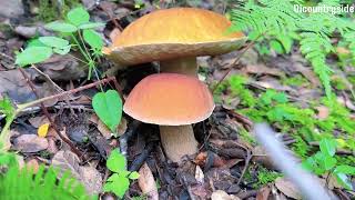 Deep Forest Mushroom Harvest | Foraging Nature’s Hidden Treasures