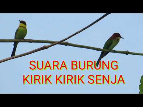 SUARA BURUNG KIRIK KIRIK SENJA, GACOR POLL.