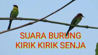 SUARA BURUNG KIRIK KIRIK SENJA, GACOR POLL.