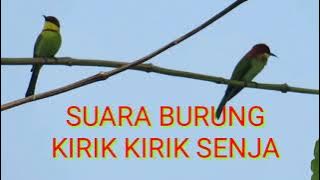 SUARA BURUNG KIRIK KIRIK SENJA, GACOR POLL.