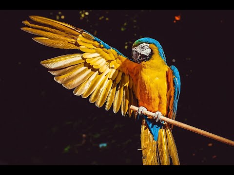 سبحت لله في العش الطيور بصوت مصطفى امام