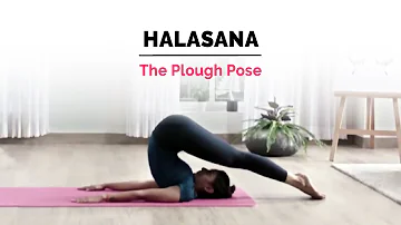 Halasana | Plow Yoga Pose | Steps | Benefits | Yogic Fitness