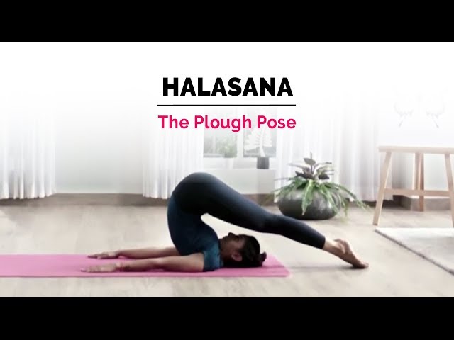 Plough pose (Halasana) - Simply Sentient