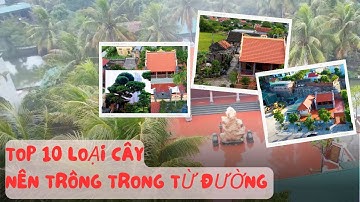 Top 10 Loại Cây Xanh Nên Trồng Trong Từ Đường- Nhà Thờ Họ Để Có Phong Thủy Tốt