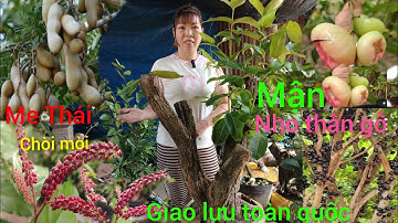 26/11 GL .Me Thái .mận hồng đào đá .nho thân gỗ .chòi mòi .xiêu trái #lh0382354700 #Baosíp ...