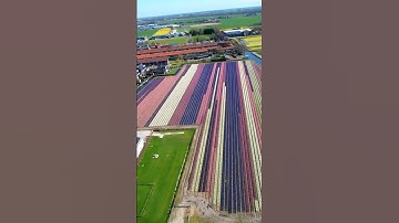 Thumbnail of Beautiful Dutch Tulip Fields 🇳🇱🌷 #dronephotography #dronevideo #netherlands