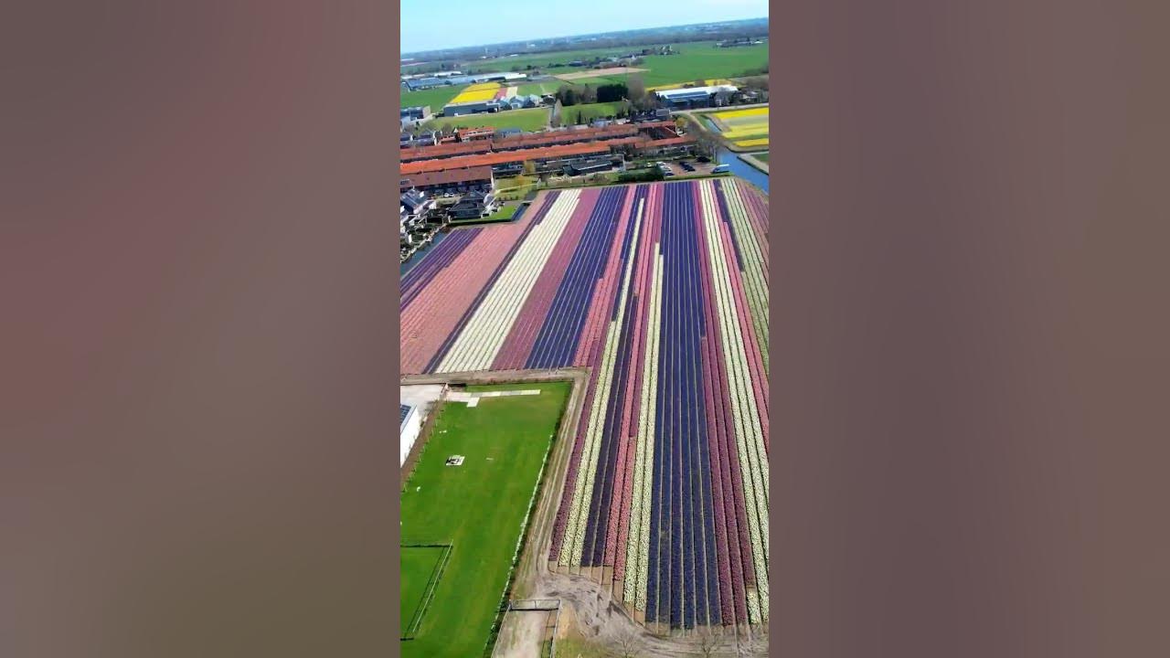 Beautiful Dutch Tulip Fields 🇳🇱🌷 #dronephotography #dronevideo #netherlands