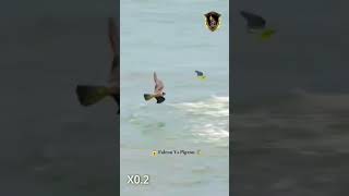 new trending video viral kabuter pigeon shortvideo ytshorts birds