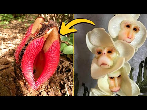 Vídeo: Plantas incomuns do mundo. Beleza predatória ou singularidade útil