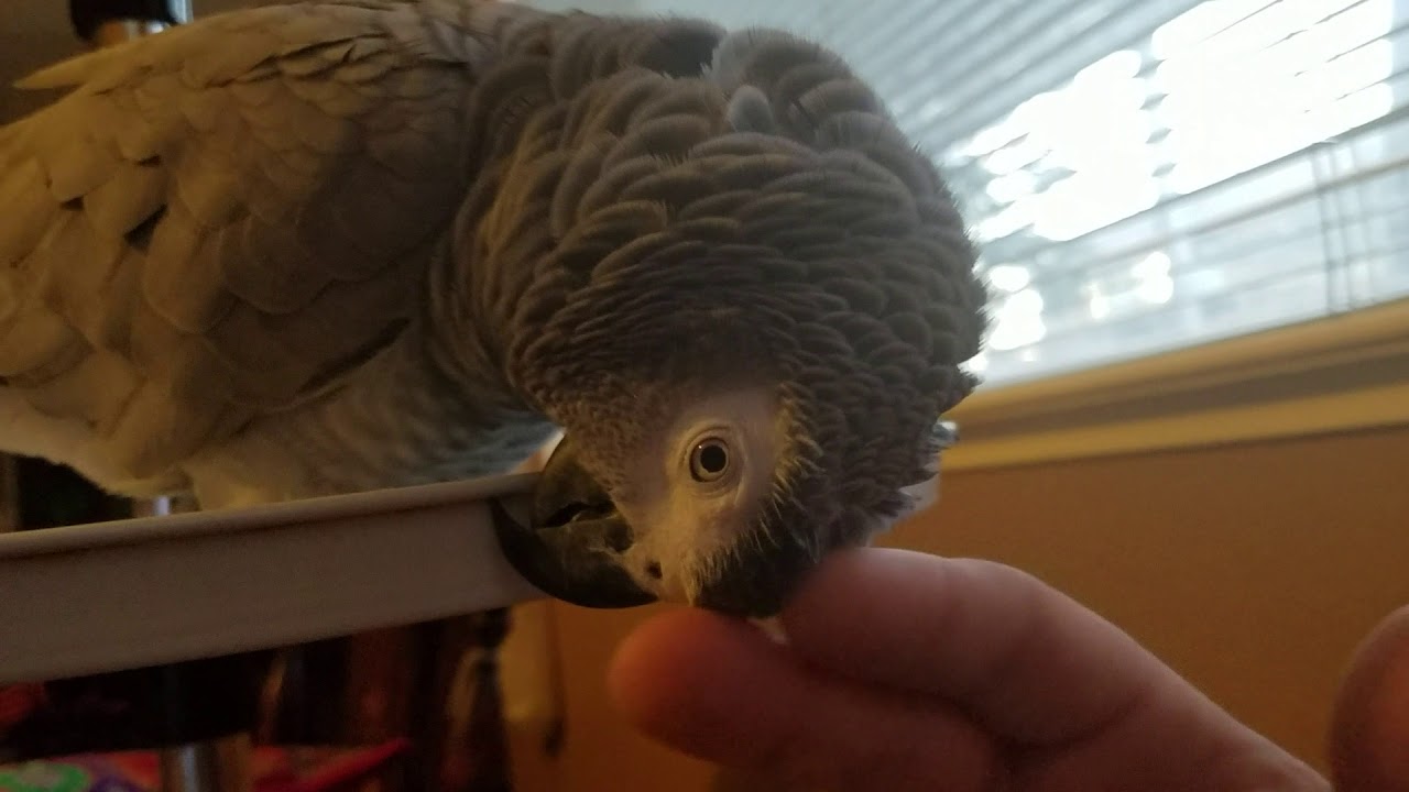 How to properly pet a parrot. YouTube