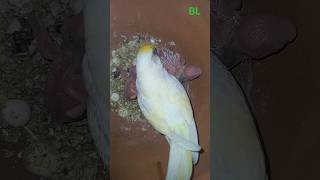 bird parakeet parrot petbird budgies budgerigar bajrigar bajrika chicks 