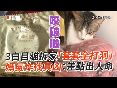 白目貓「套套全打洞」媽氣炸：差點鬧出人命｜寵物動物｜虎斑貓｜精選影片