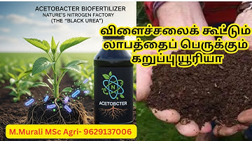 How to Use Acetobacter Biofertilizer (Black Urea) | Fix Nitrogen Naturally
