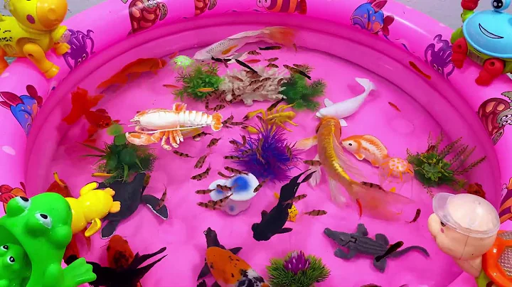 Let's explore what fish and sea creatures there are:sharks,jellyfish#goldfish#animals#viral videos