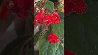 Колерия (Kohleria) #bulgaria