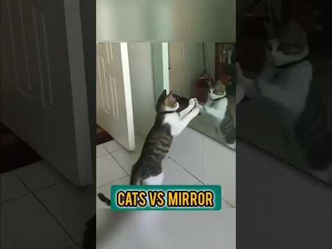 يا مرآتي يا مرآتي من هذه القطة