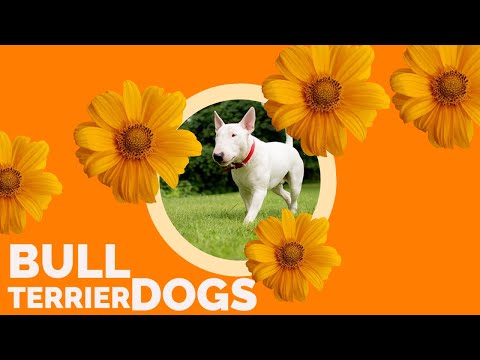 Vídeo: O novo tipo de moda de terrier de cão Bull Terriers Go Nuts For