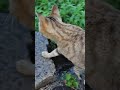 夕ご飯後、ウリ太郎はお父さんと一緒に、パトロールに行って、こんなことになりました⁉️猫の道のチェック❕️