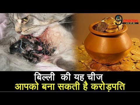 घर में रख दें बिल्ली की यह चीज़, बरस पड़ेगी लक्ष्मी | Keep this Cat thing in Home, Please Maa Lakshmi