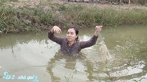 Giăng lưới bắt cá lòng tong l Cô 2 - Nhà Quê #04