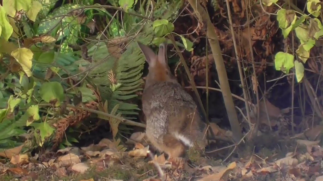 Fastest Rabbit - How Fast Is Fast - YouTube