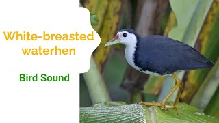 White-breasted waterhen Bird Sound #birdsounds #birdsvideos #NatureSongVisions screenshot 1