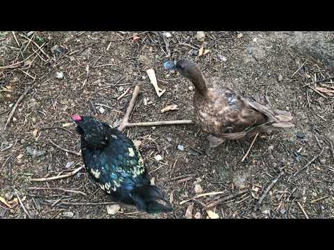 Rooster Mating With Duck
