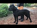 Check out these highlights on our homestead  twelve titans cane corso