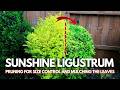 Sunshine Ligustrum: Pruning for Size Control and Mulching the Leaves