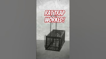 Live rat trap gets its first victim, what does the cat think? #rat #rattrap