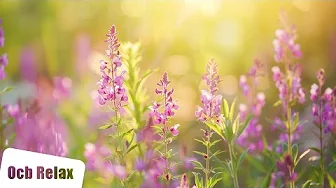 Peaceful Sleep Music: 12 Hours of Soft Guitar for Deep Relaxation (Serenity)