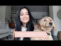 MEET MY NEW GOLDEN RETRIEVER PUPPY + PUPPY ESSENTIALS HAUL