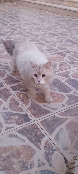 Cute cats loving😘