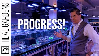 October 2020 Coral Farm Update - Episode 19