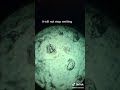 Real snow under the microscope