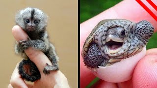 Smallest & Cutest Animals On Earth screenshot 2