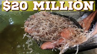 Glass Eels + Elvers: Maine's Lucrative $20 Million fish: ウナギ