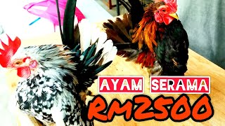 Ayam Serama Terbaik//Serama Zul SA.