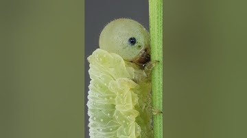 My reflection on an eye of a Sawfly larva:  #macrophotography #macro #zoom #entomology #nature