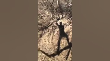 Guy jumping on tree branch vine