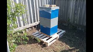 Купив бджоли Карніка і трьох корпусний десятирамочний вулик додан.