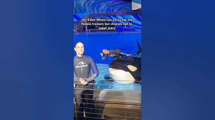 This Killer Whale is super scary and dangerous #killerwhale #whale