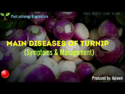 Video: How To Recognize Turnip Diseases?