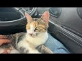 三毛猫のミックス。車内にて。ウｐ主の膝に座って、コチョコチョしたら、動き出す