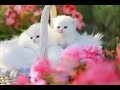Cutest Whatsapp Status Video ๐๐| watch till end!! Whatsapp Status Video Download Free