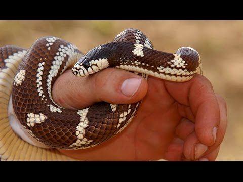 Video: Այգու խայթոց